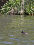 Pied-billed Grebe Eating Frog 7429